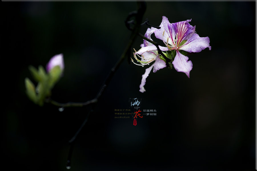 【雨中花摄影图片】广州生态摄影