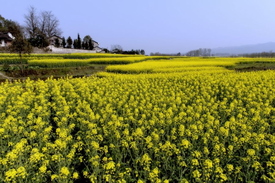 龙凤花海