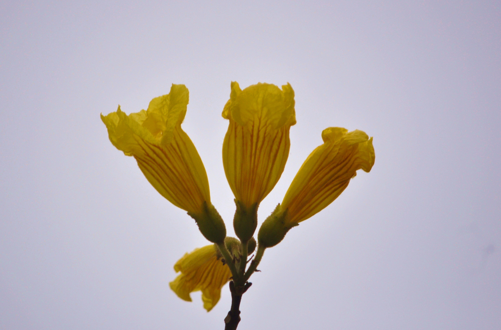 黄花风铃木