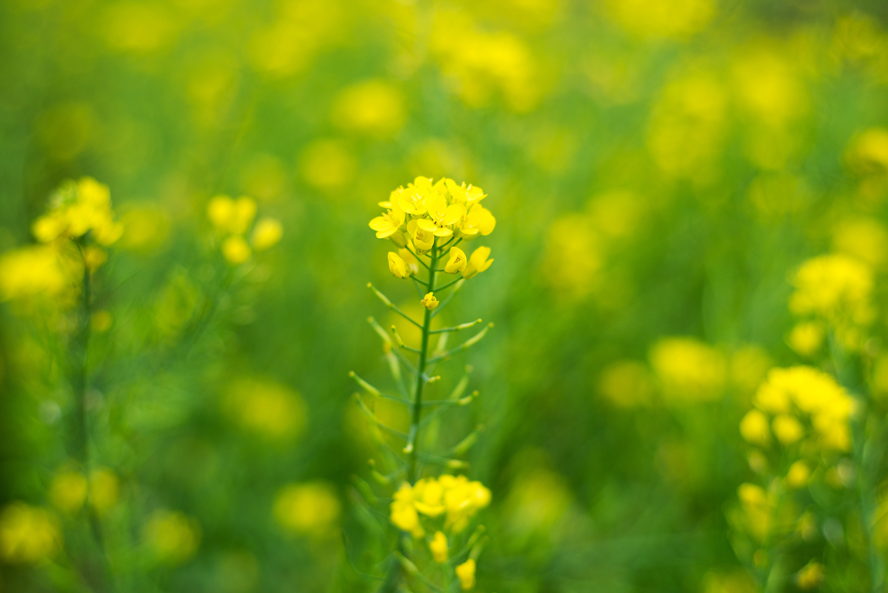 【三月天 梦幻油菜花