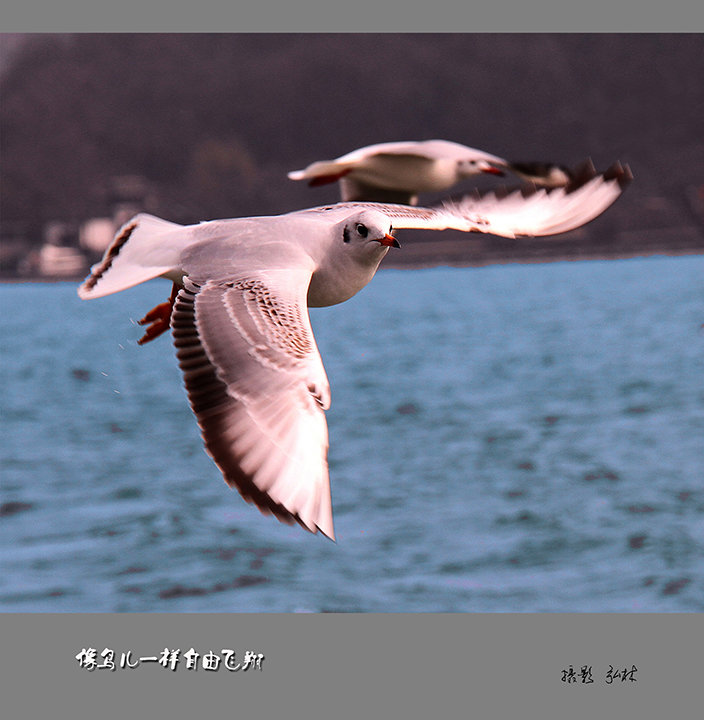 【像鸟儿一样自由飞翔摄影图片】生活摄影