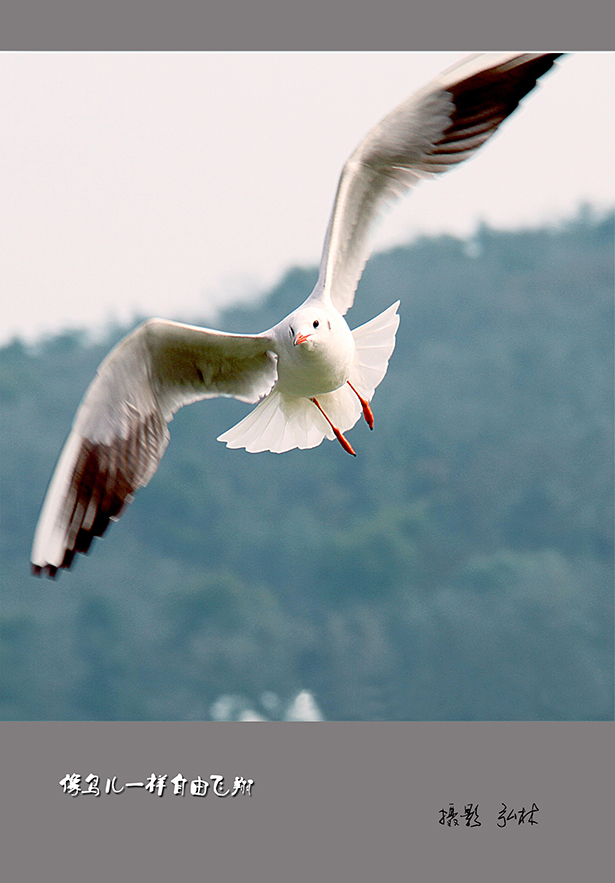 【像鸟儿一样自由飞翔摄影图片】生态摄影_荷韵馨香