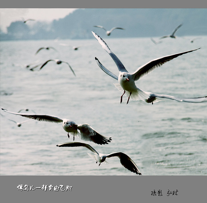 【像鸟儿一样自由飞翔摄影图片】生活摄影