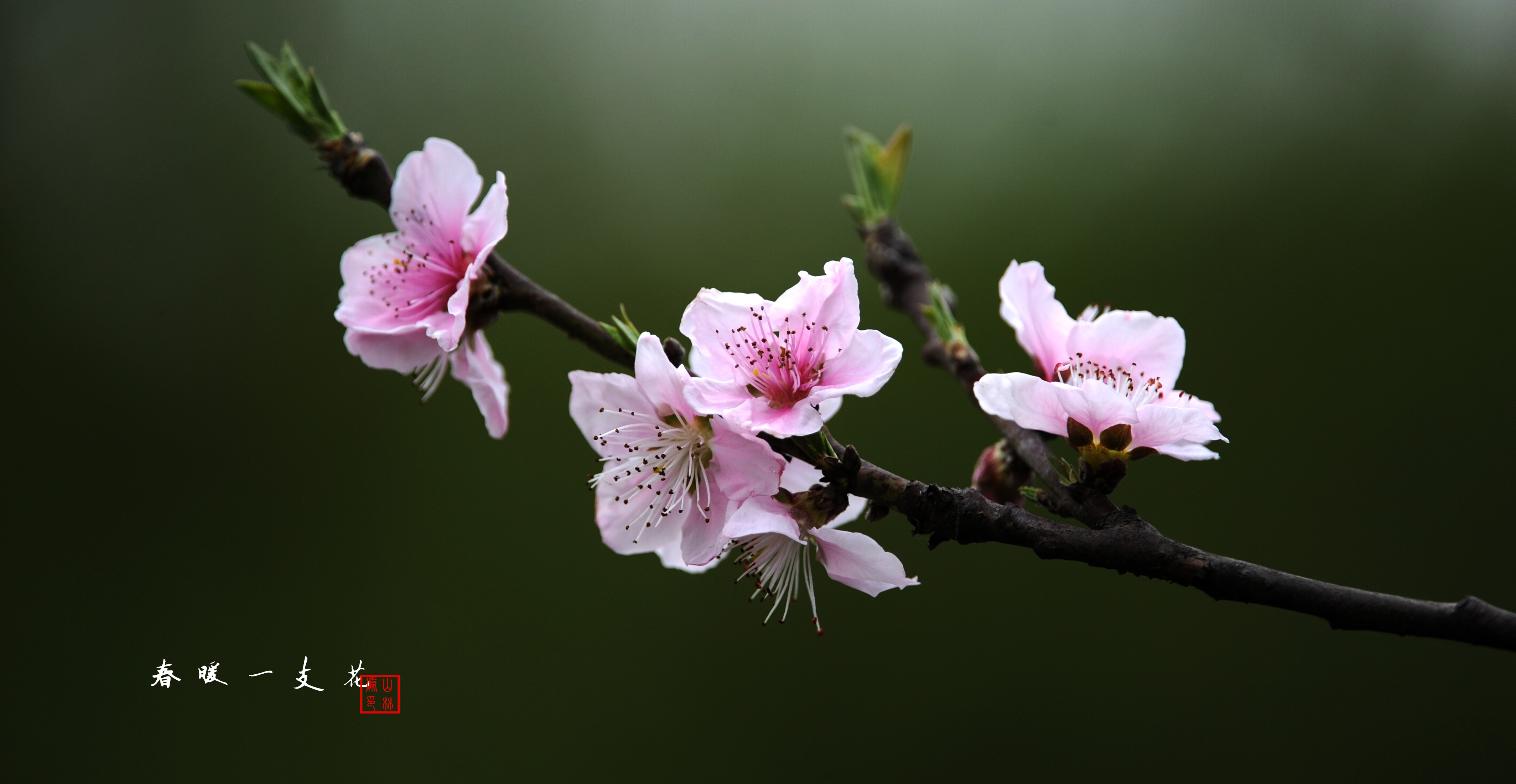 春暖一支花