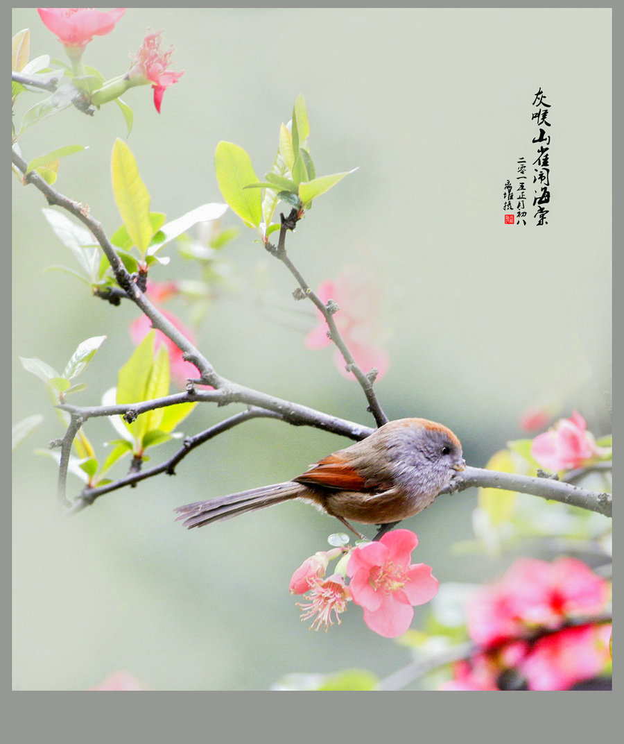 花鸟