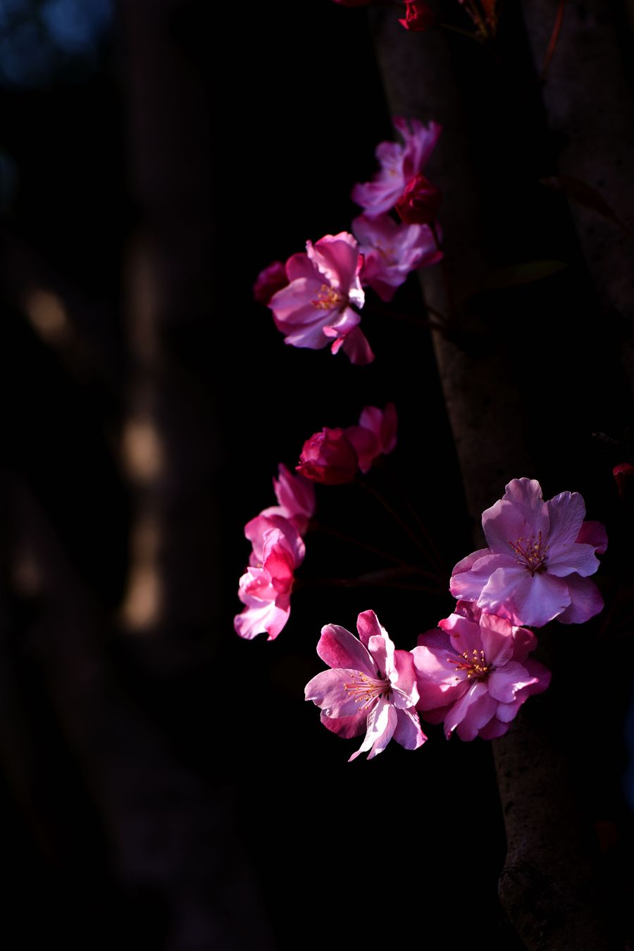 海棠花