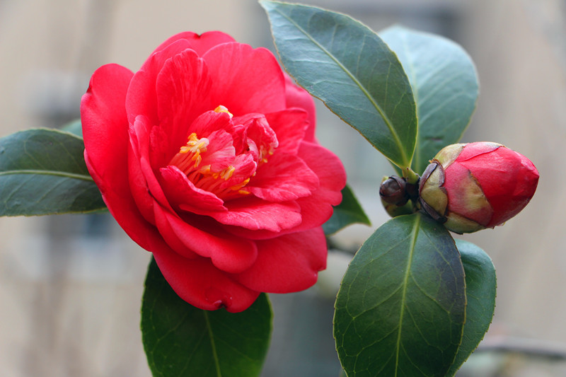 山茶花红了