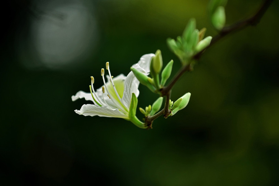 素雅の花 第二章 だいにしょう 【花卉】