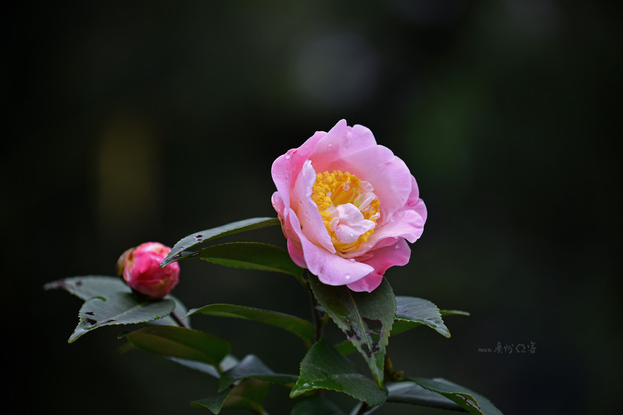 【山茶花第三辑 [ 花卉]摄影图片】生态摄影_太平洋网