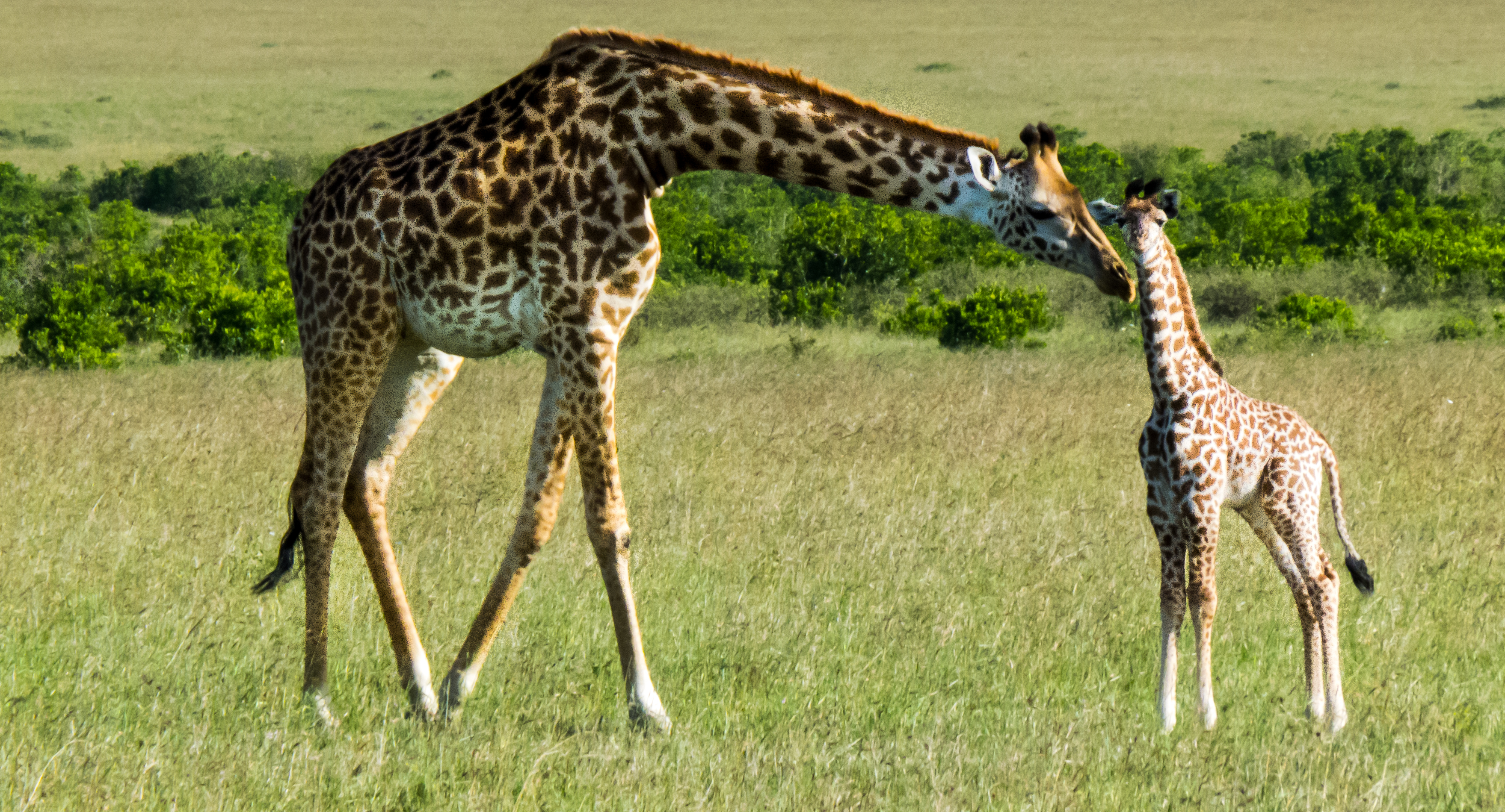 肯尼亚野生动物世界