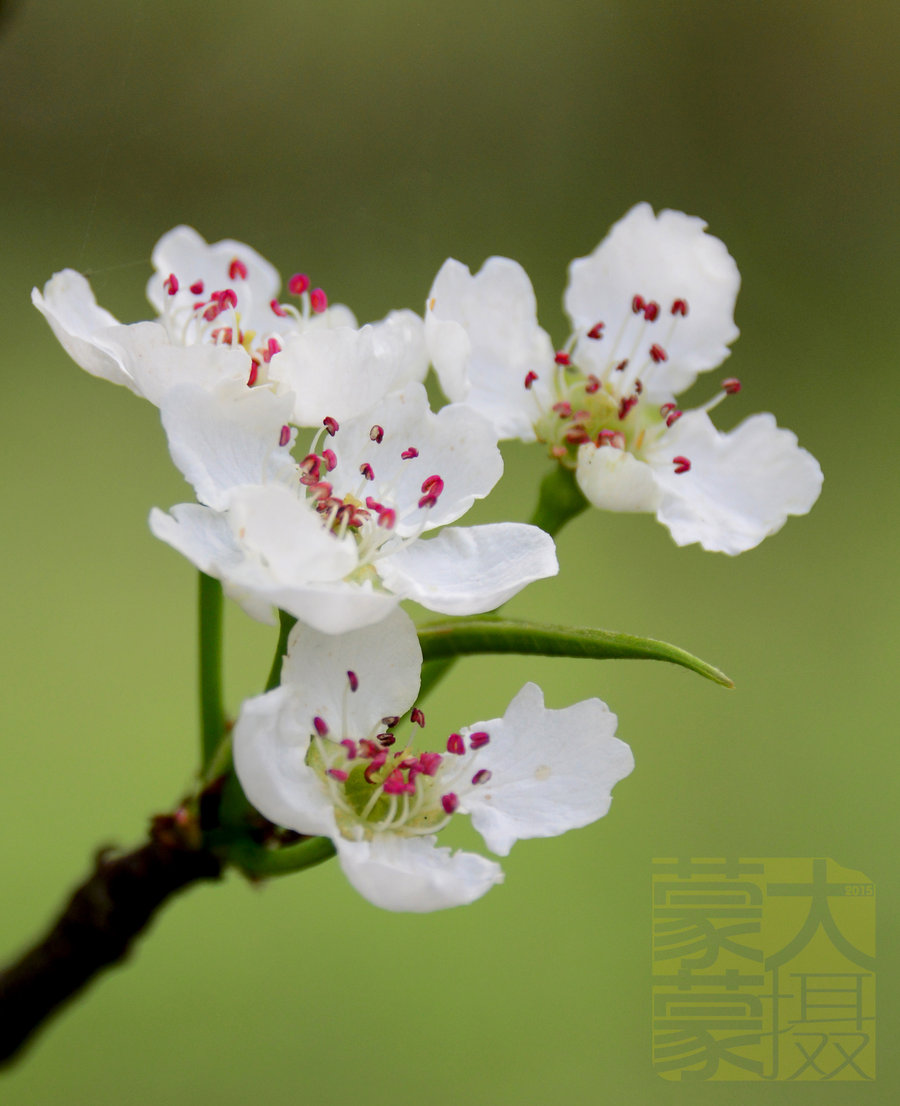 一粟梨花压海棠