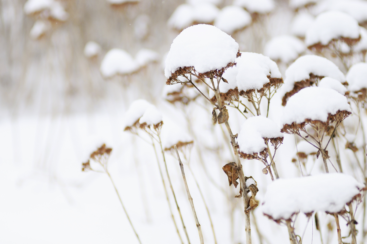 雪后寻根