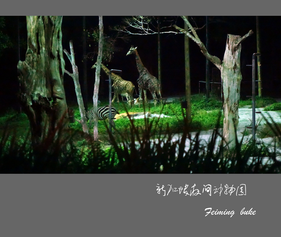 新加坡夜间动物园