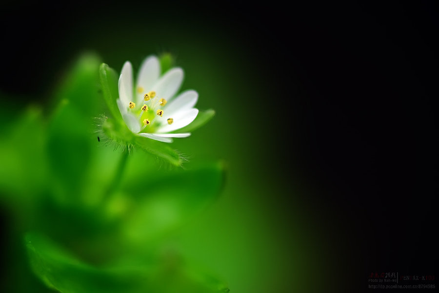 【野草花三种:蓝花琉璃繁缕、毛茛and?摄影图