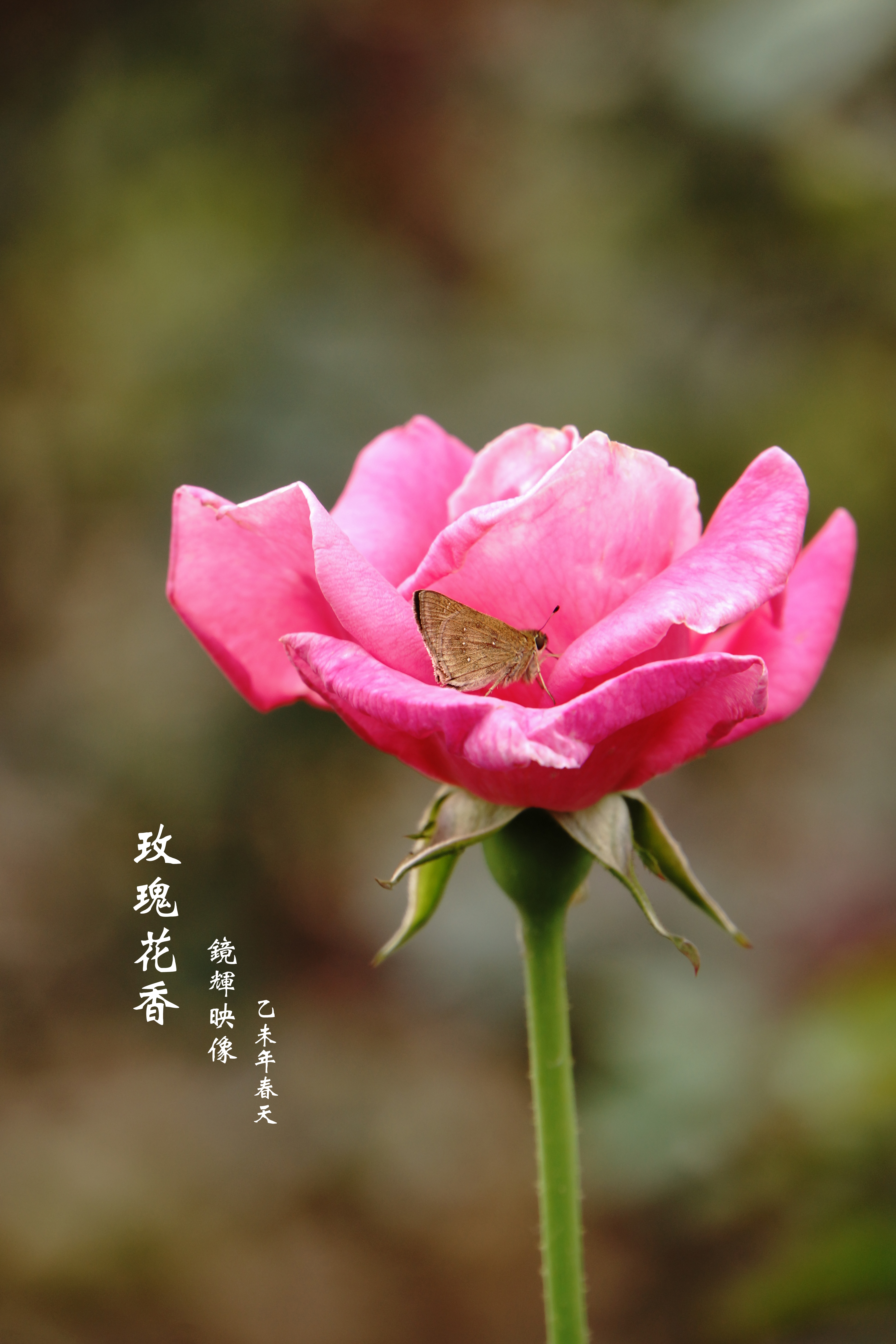 玫瑰花香