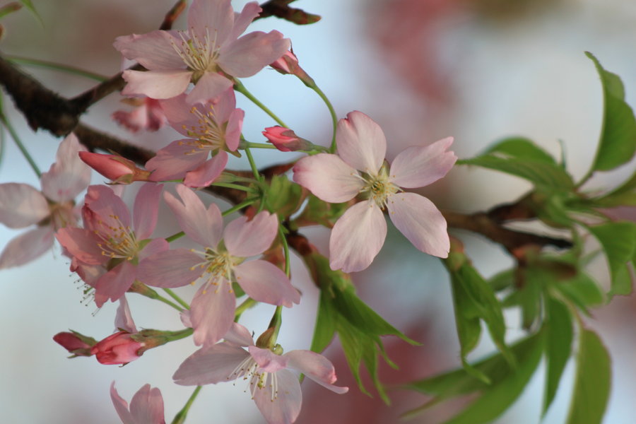 【樱花劫摄影图片】武大和东湖樱花园生态摄影