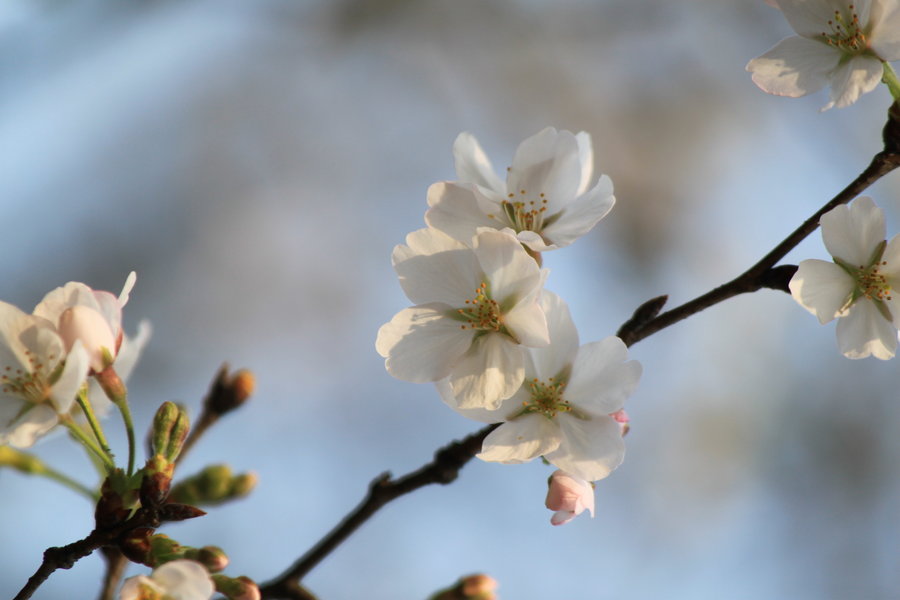 【樱花劫摄影图片】武大和东湖樱花园生态摄影