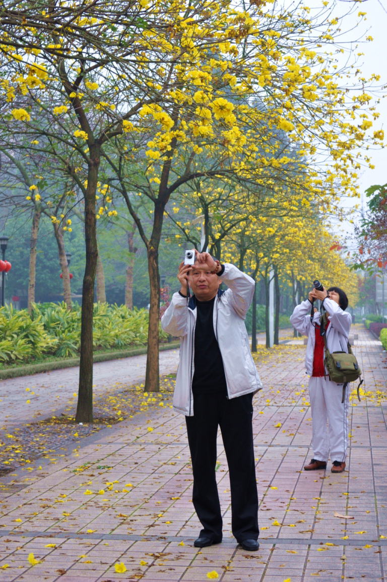 黄花树下