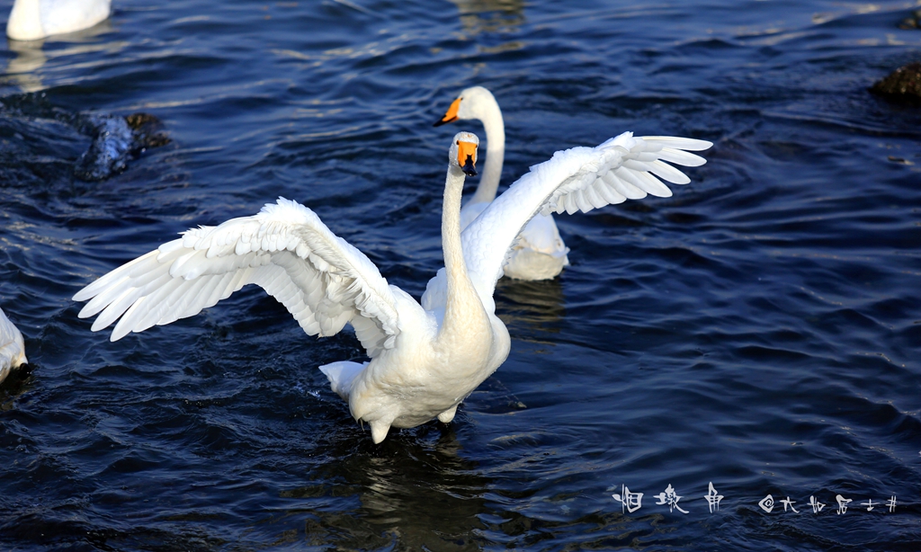 烟墩角·大天鹅