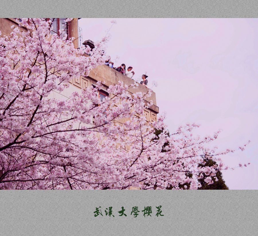 【武汉大学樱花摄影图片】武汉大学生态摄影