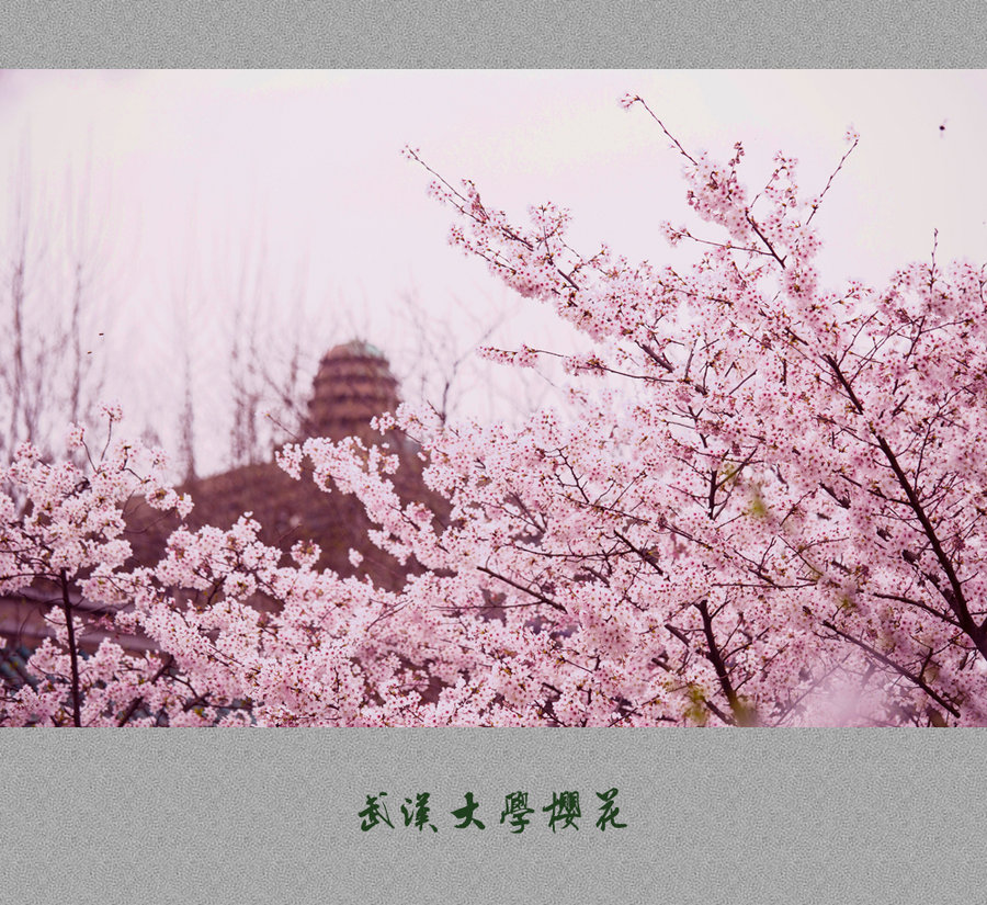 【武汉大学樱花摄影图片】武汉大学生态摄影