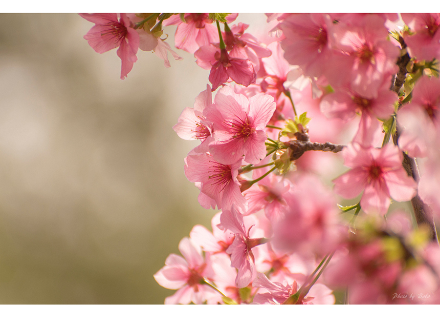 【三月花事~樱花摄影图片】加州生态摄影