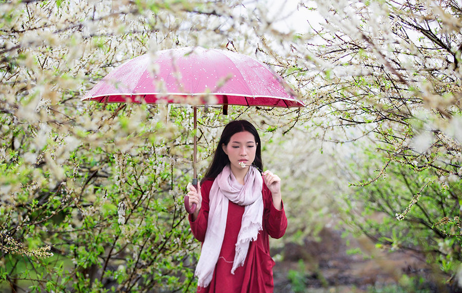 残花雨