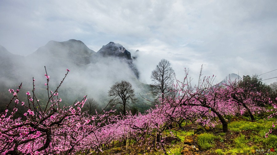 三月桃花