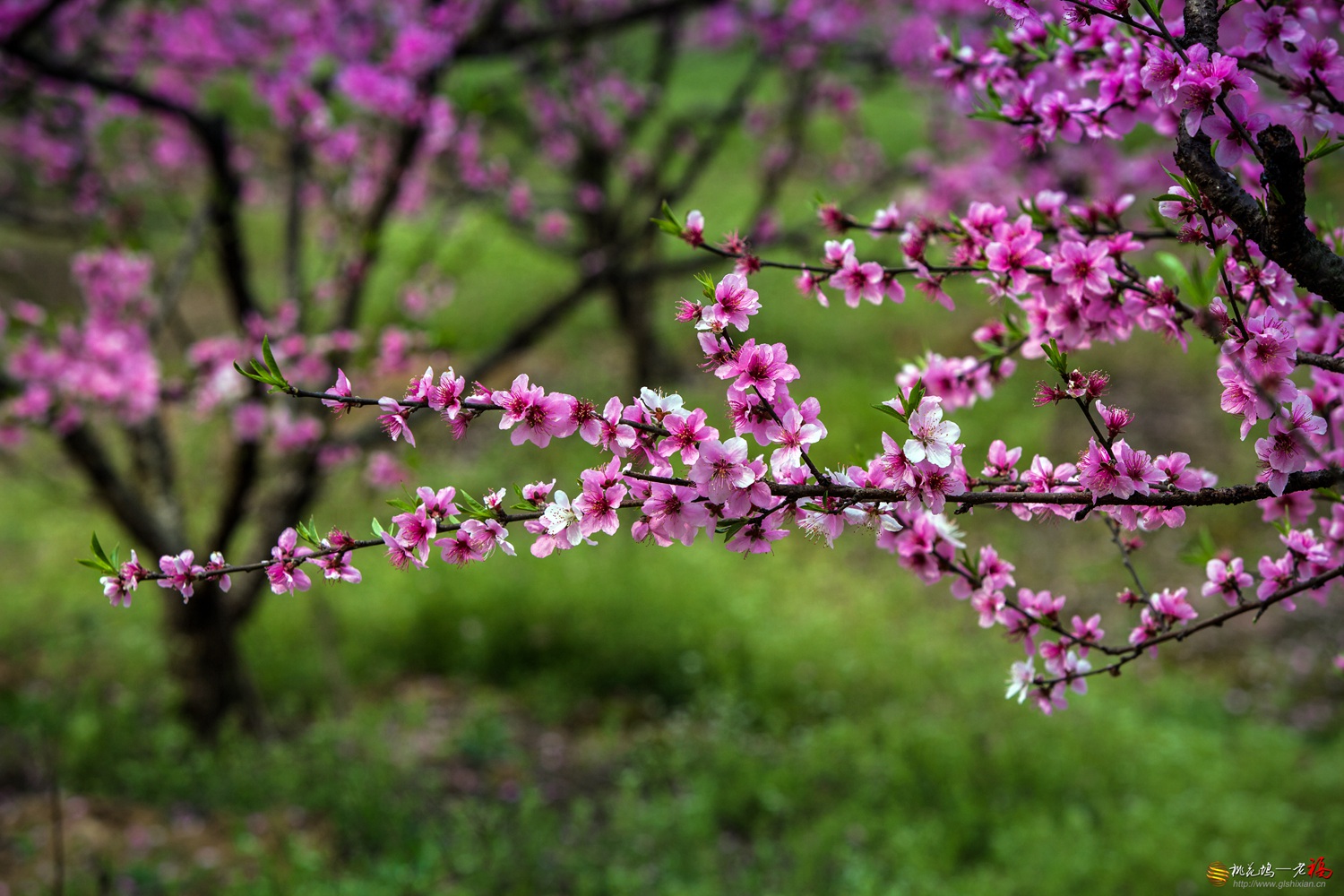 三月桃花