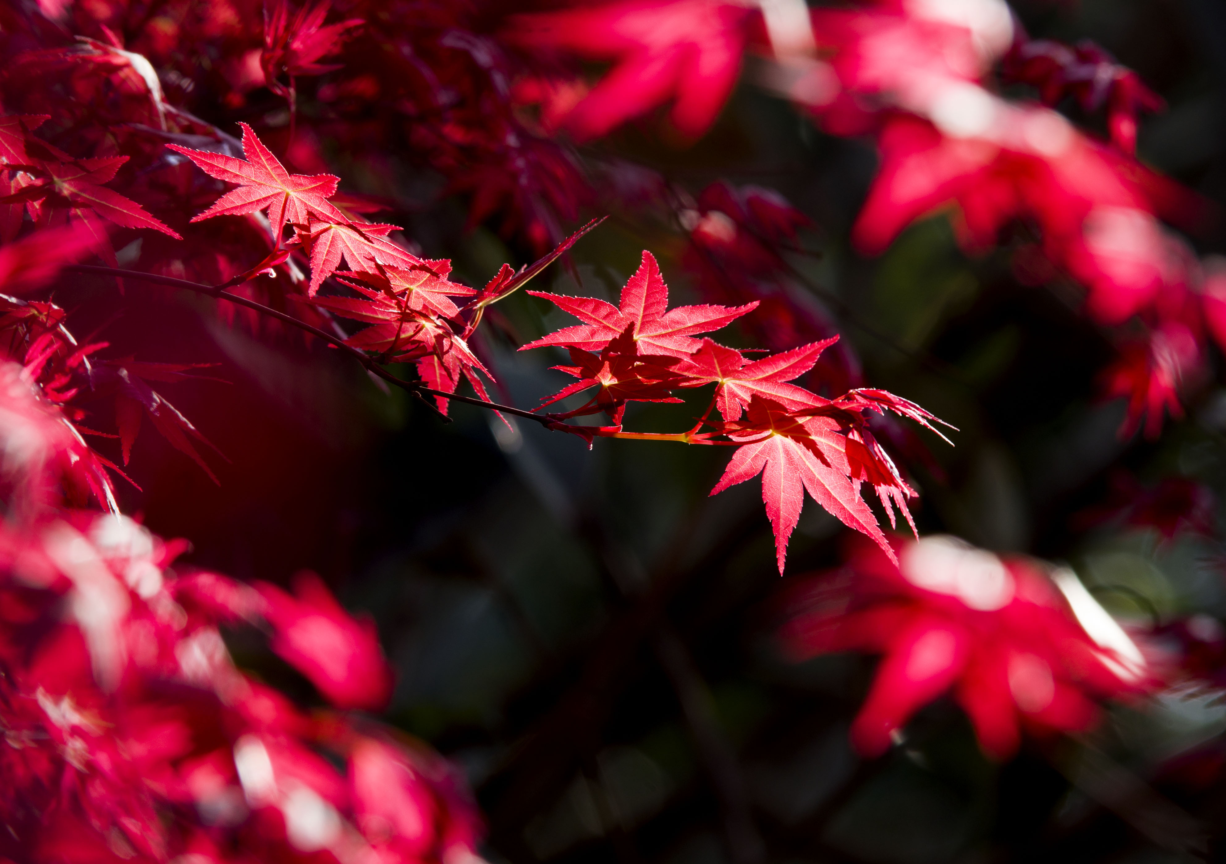 秋天的红色枫叶高清图片下载-正版图片500748228-摄图网