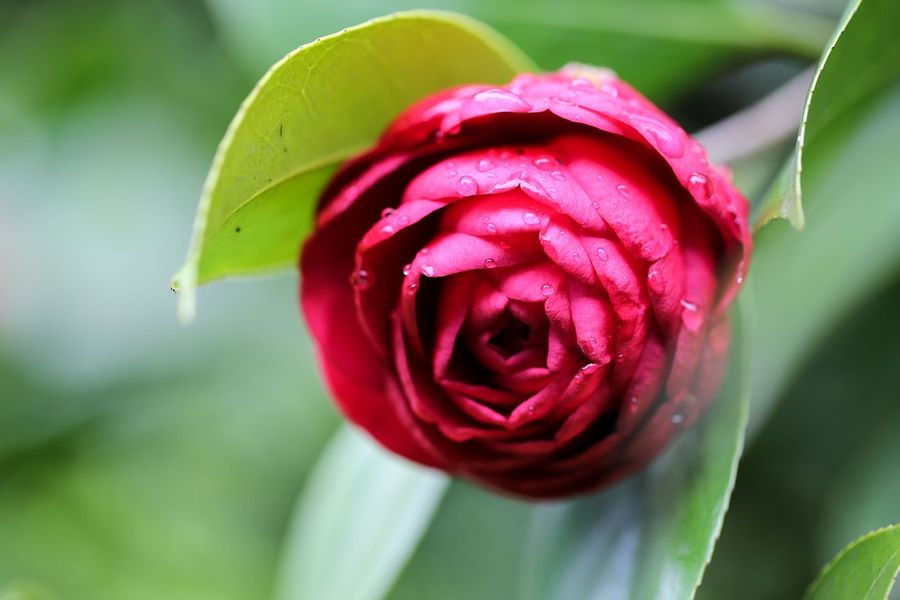 雨后茶花