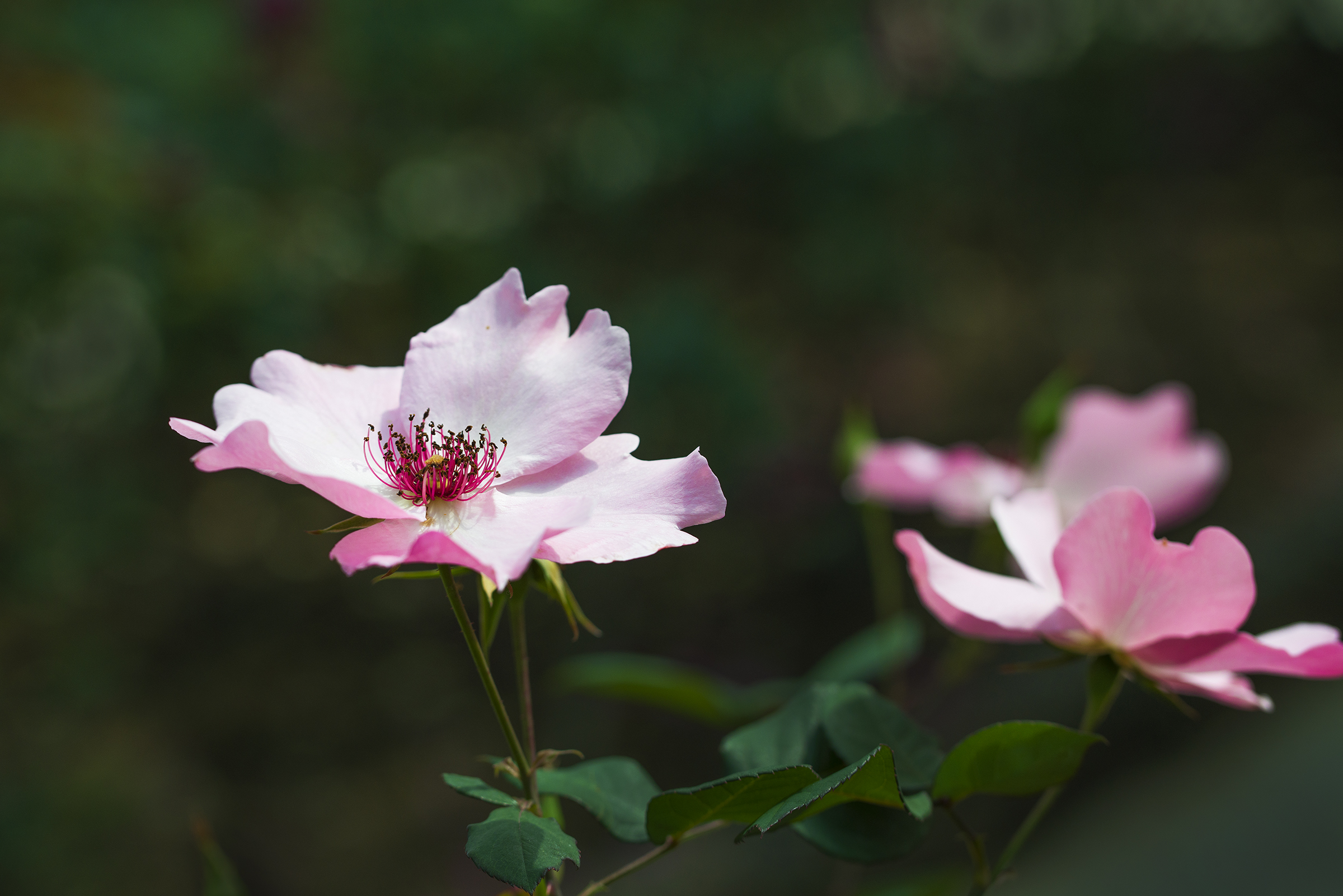 传说中的月季花