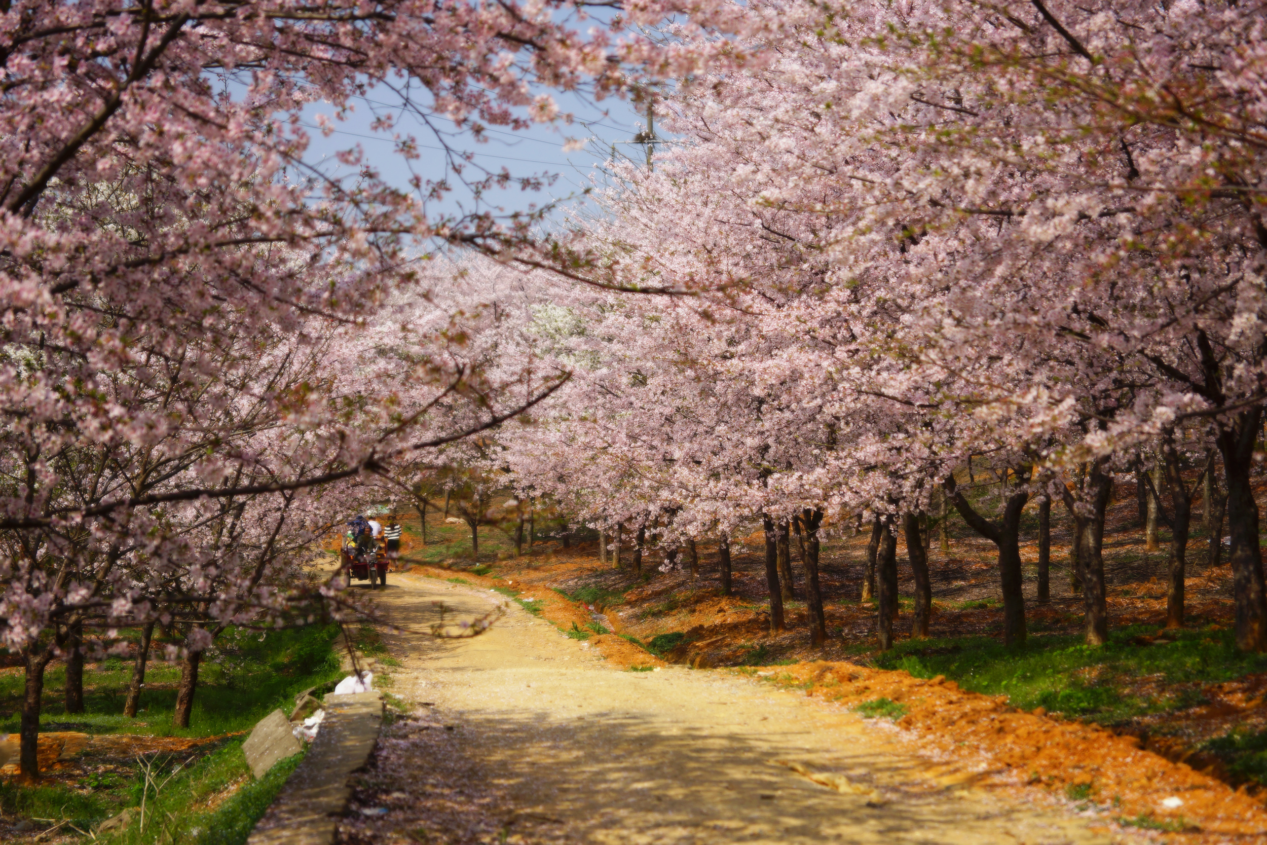 平坝农场的樱花