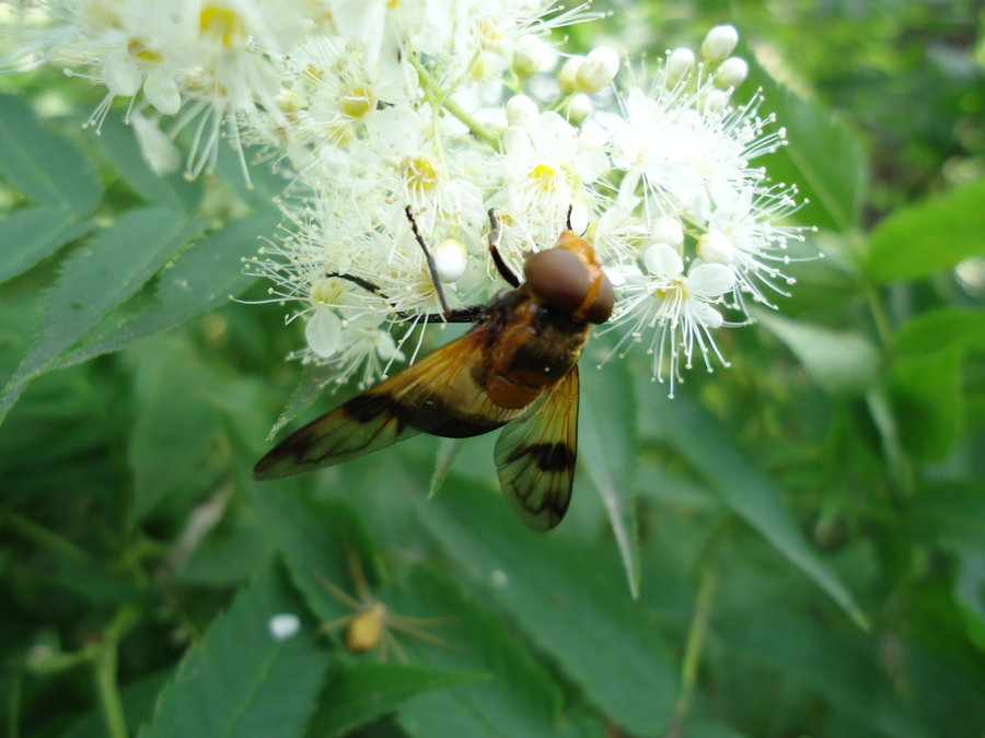 【蚂蚁和蜜蜂摄影图片】生态摄影