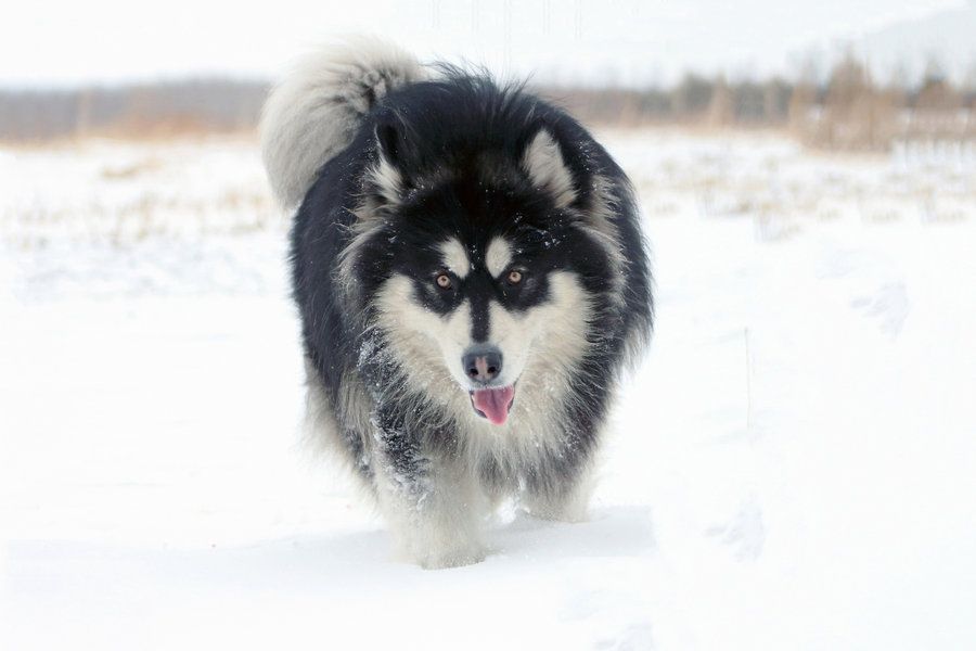 【阿拉斯加雪橇犬摄影图片】黑龙江生态摄影