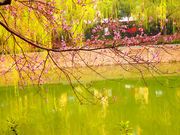 美丽的郑州紫金山公园初春园林景观