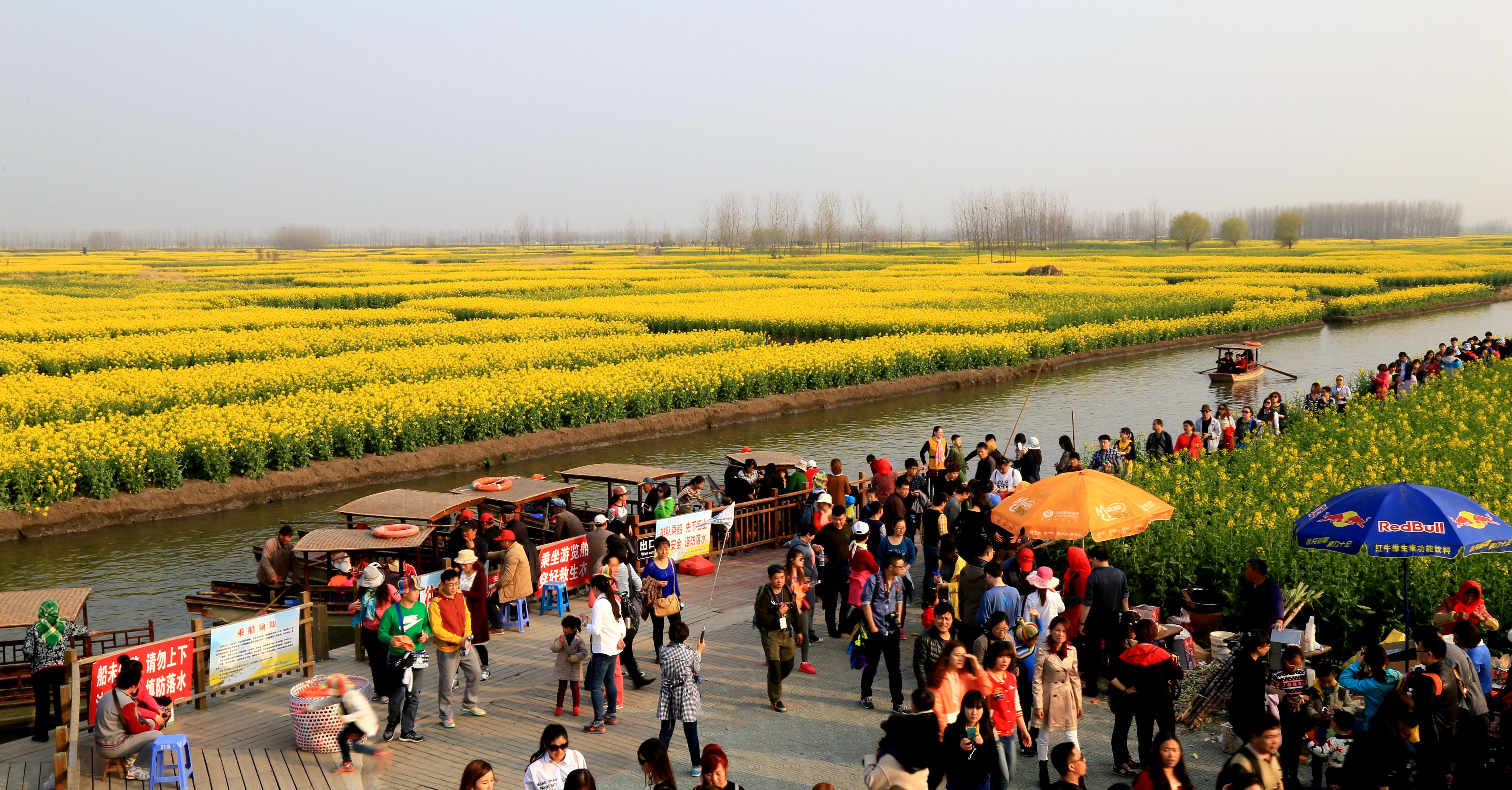 兴化千岛拥有万亩油菜花田，堪称江苏最美油菜花观赏地之一_旅游美食季_新浪博客