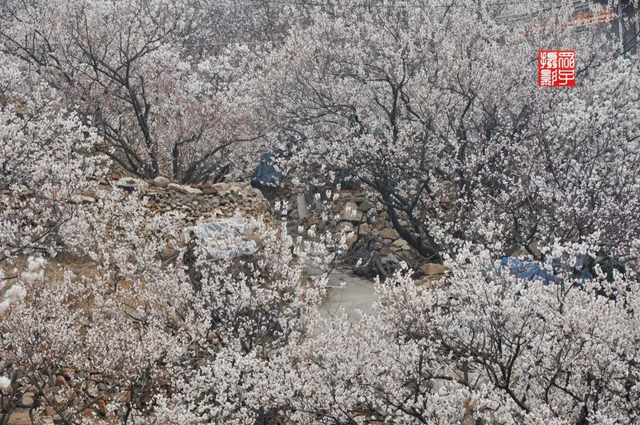 青岛(山色shui)峪春色