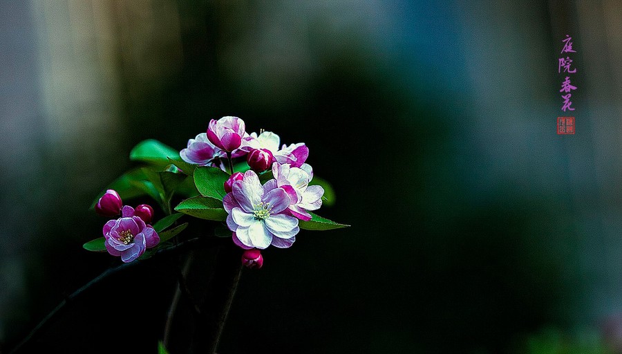 庭院春花