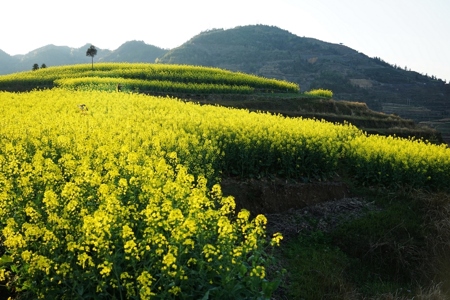 茗岙梯田油菜花【30】