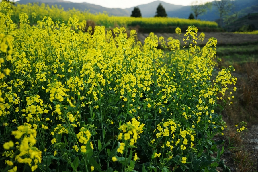 茗岙梯田油菜花【30】