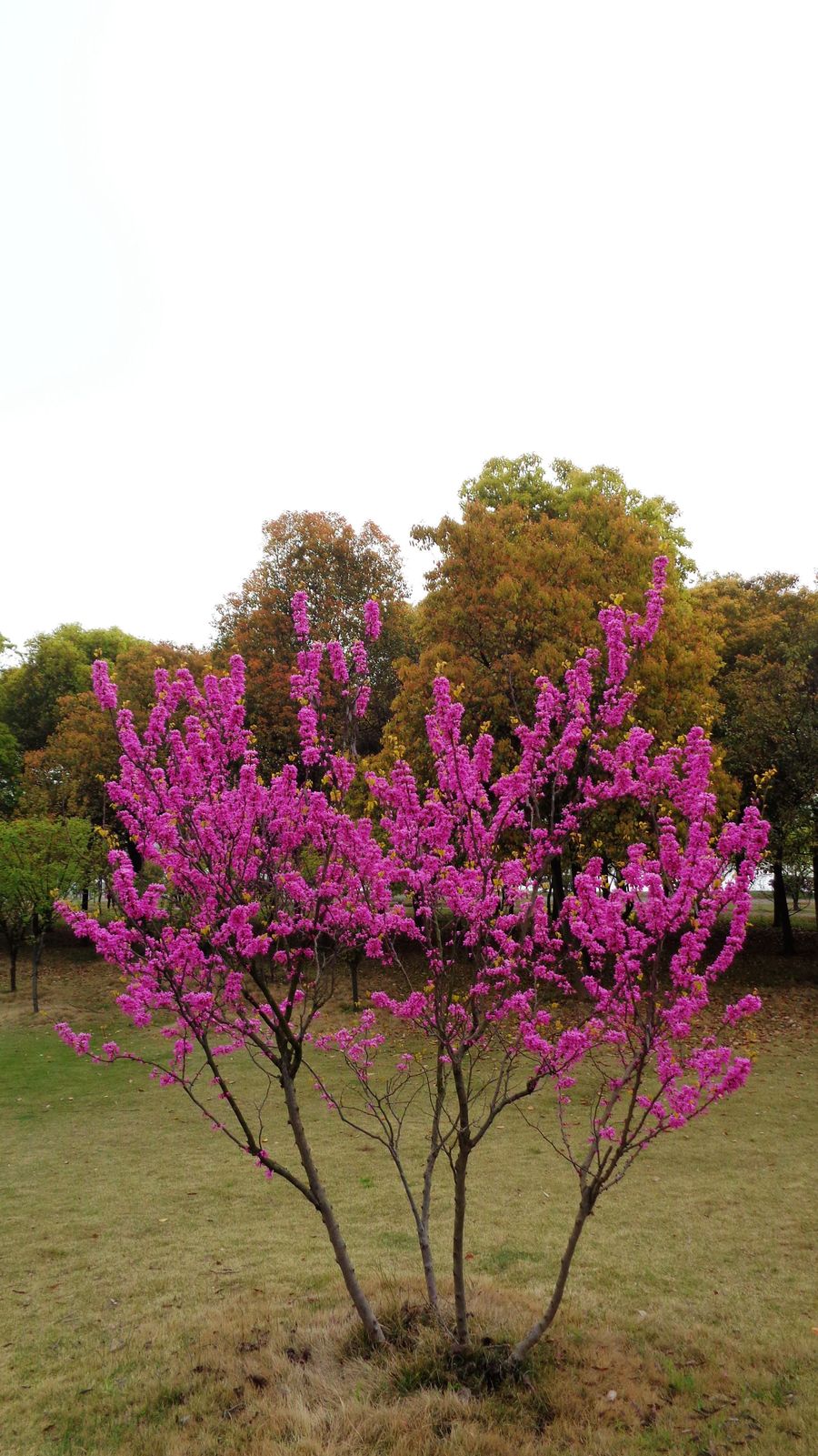 紫荆花