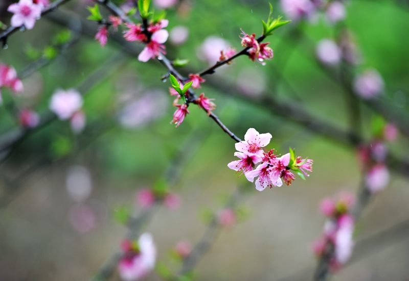 桃花带雨春意浓