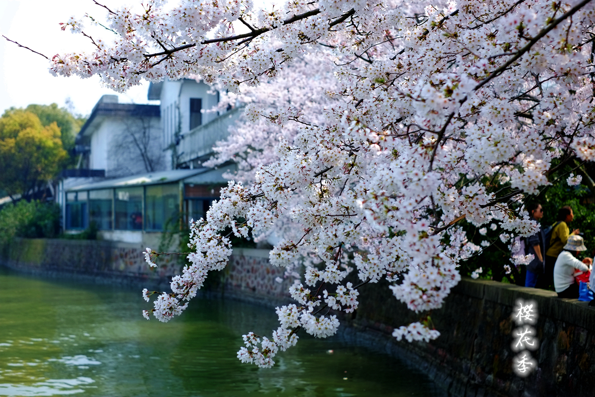 樱花季节