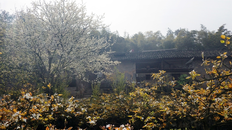 重庆赏花地之一--巴南区二圣镇天坪山梨花初开