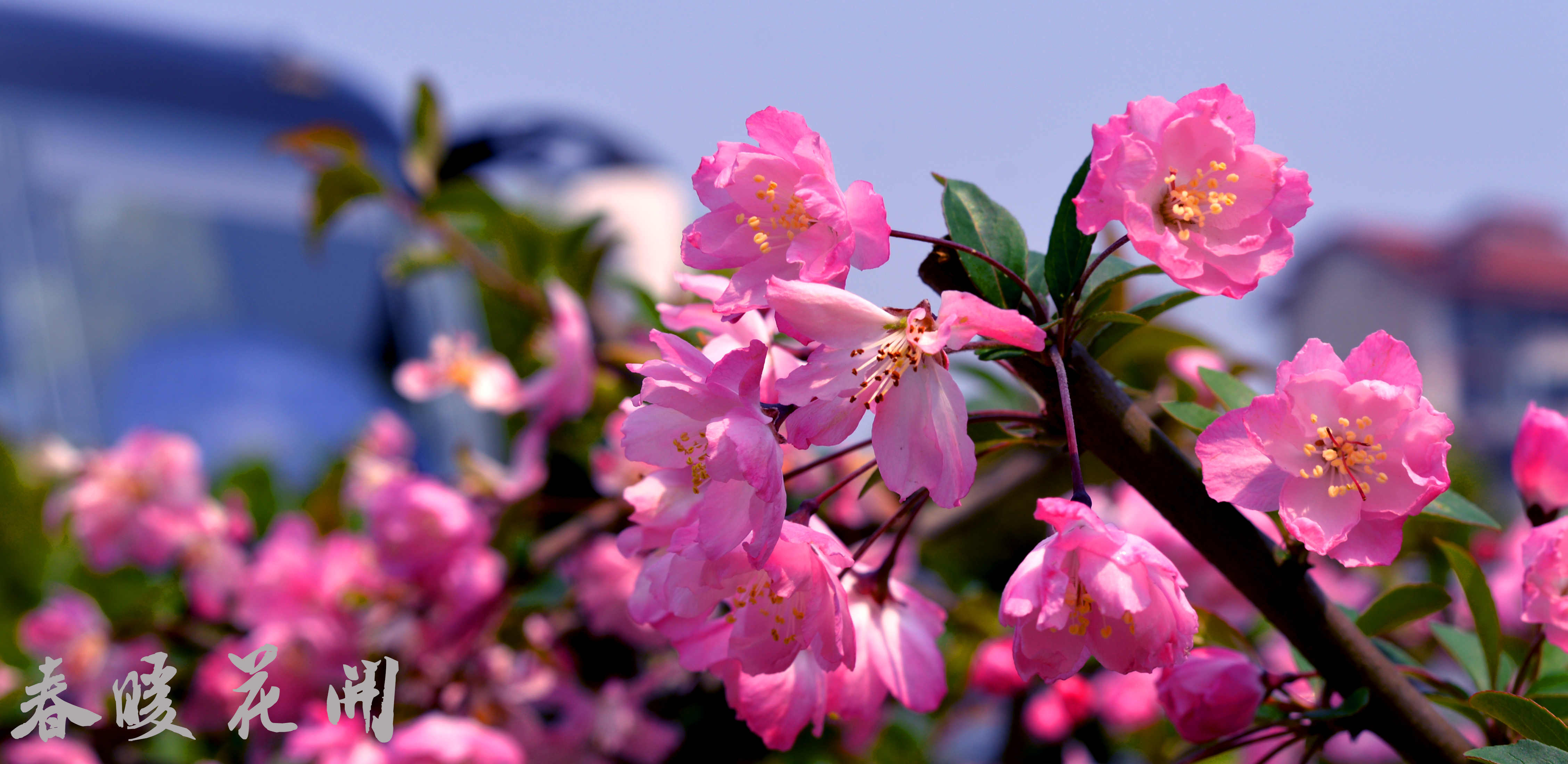 春暖花开