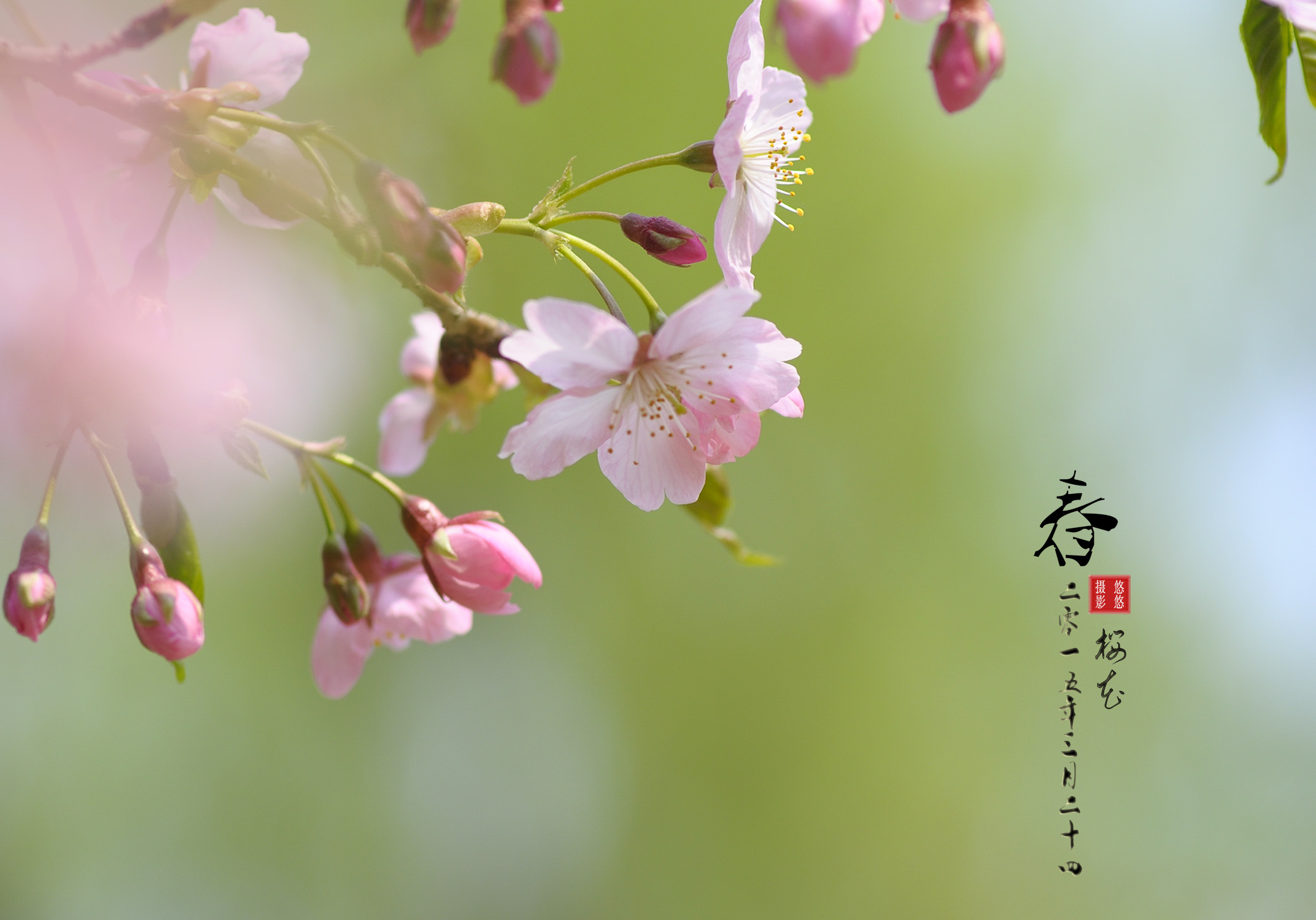 春之——樱花