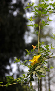 金英翠萼带春寒，黄色花中有几般？