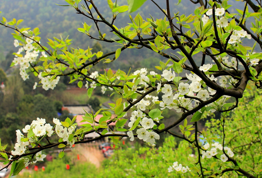 【花卉摄影图片】成都市新津县梨花溪生态摄影