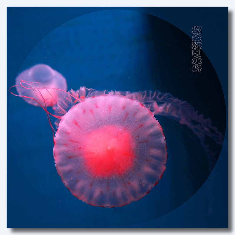 太平洋紫纹海刺水母